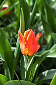 Tulipa kaufmanniana 'Early Harvest'