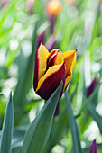 Tulipa 'Gavota'