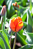 Tulipa 'Hermitage'