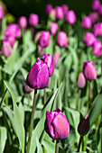 Tulipa 'Negrita'