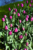 Tulipa 'Negrita'