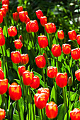 Tulipa 'Orange Ninja'