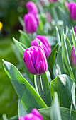 Tulipa 'Purple Flag'
