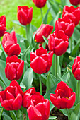 Tulipa 'Rea