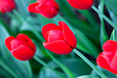 Tulipa 'Red Label'