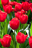 Tulipa 'Red Label'