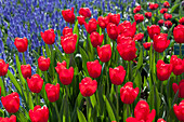 Tulipa 'Red Light'