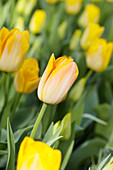 Tulipa 'Salmon Dynasty'