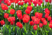 Tulipa 'Spryng'