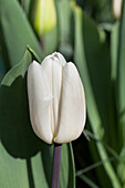 Tulipa 'White Flag