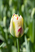 Tulipa viridiflora Flaming Springgreen