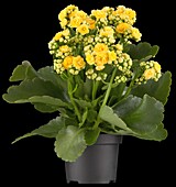 Kalanchoe blossfeldiana 'Calandiva'®