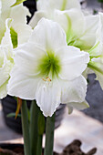 Hippeastrum 'Matterhorn'