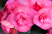 Begonia x hiemalis 'Electra Pink'