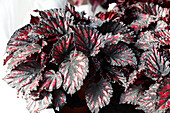Begonia rex 'Etna'
