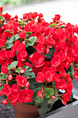 Begonia betulia 'Red'