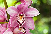 Cymbidium 'Rose'