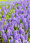 Hyacinthus orientalis 'Blue Jacket'