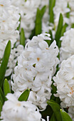 Hyacinthus orientalis 'Carnegie'