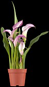 Zantedeschia aethiopica