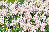 Hyacinthus orientalis 'Pink Festival'