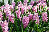 Hyacinthus orientalis 'Pink Surprise'