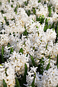 Hyacinthus orientalis 'White Pearl'