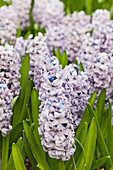 Hyacinthus 'Sky Planet'