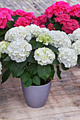 Hydrangea macrophylla 'Clarissa'