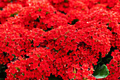 Kalanchoe blossfeldiana 'Lipstick'