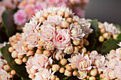 Kalanchoe blossfeldiana 'Serenity' ®