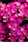 Kalanchoe blossfeldiana 'Violetta'