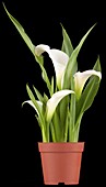 Zantedeschia aethiopica, white