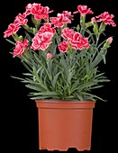 Dianthus 'SuperTrouper'®