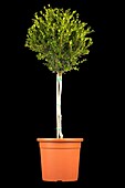 Buxus microphylla Faulkner