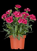 Dianthus caryophyllus