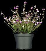 Erica cinerea