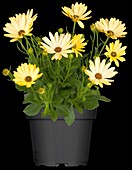 Osteospermum Margarita