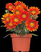 Gazania rigens