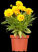 Coreopsis grandiflora