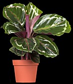 Calathea