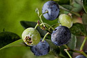 Vaccinium corymbosum 'Bluegold'