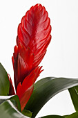 Bromelia