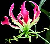 Gloriosa superba 'Crown Jewels'