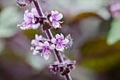 Verbena bonariens 'Violetta'