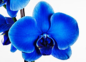 Phalaenopsis, blue