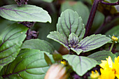 Ocimum kilimandscharicum 'African Blue'