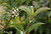 Viburnum x hillieri 'Winton'