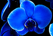 Phalaenopsis, blau