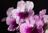 Streptocarpus